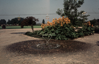 1957: Rheinkieselbrunnen im Brunnengarten